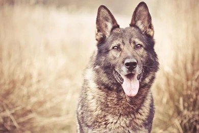 German Shepherd Computer Wallpapers, Desktop Backgrounds ...