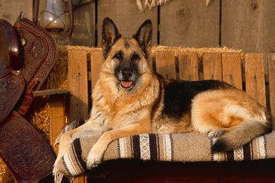 German Shepherd New Wallpapers