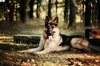 German Shepherd Desktop Wallpapers.jpg