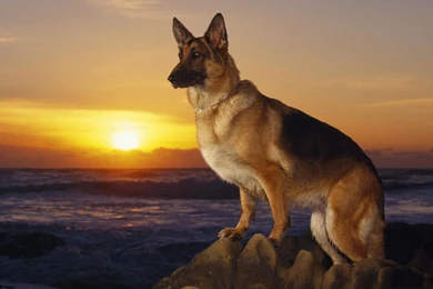 German Shepherd Dog At Sunset Wallpapers And Images   Wallpapers ...