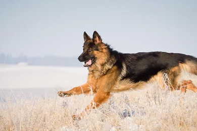 Download German Shepherd Dog Wallpapers 2013