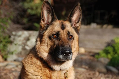 German shepherd puppy