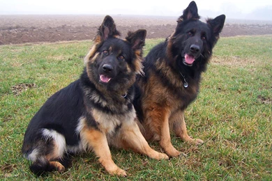 German Shepherd Computer Wallpapers, Desktop Backgrounds ...