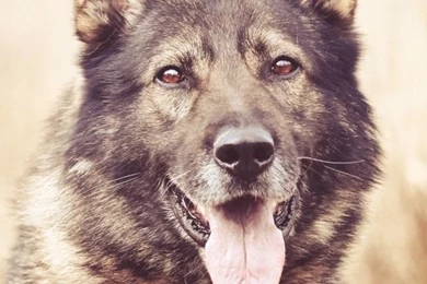 German Shepherd Dog HD Desktop Wallpapers : High Definition ...