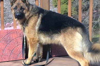 Free Wallpapers German Shepherd Dog West German