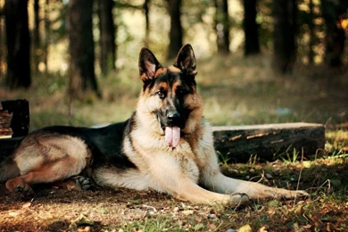 German : German Shepherd Dog HD Wallpaper. German Shepherd Dog HD ...