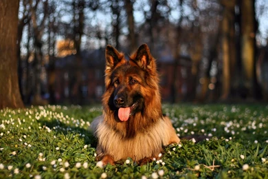 Beautiful German Shepherd Wallpapers 830 1920 X 1200 ...
