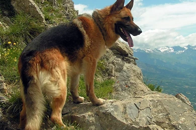 German Shepherd My Doggy Rocks
