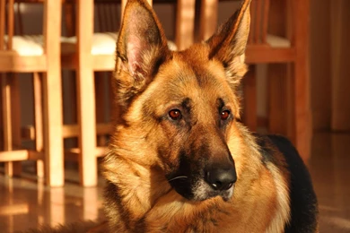 German Shepherd Wallpapers