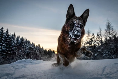 German Shepherd Running In The Snow Desktop Wallpapers 22289