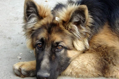 Tagme Animals Dogs German Shepherd Wallpapers   (