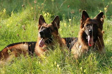 German Shepherd Wallpapers Android Apps And Tests AndroidPIT