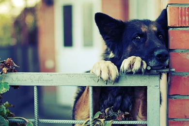 German Shepherd Computer Wallpapers, Desktop Backgrounds ...