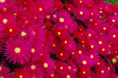 Bright Pink Flowers Pictures Wallpapers