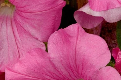 Pink iPhone 6 Wallpapers HD And Pink iPhone 6 Plus Wallpapers ...