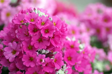 1920x1080 Macro, Flowers, The Phlox, Bright, Pink Wallpapers And ...