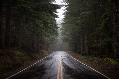 Rainy Forest Road Wallpapers   MixHD Wallpapers