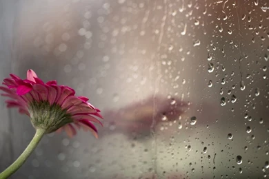 Rain Wallpapers Hd Rain Wallpapers