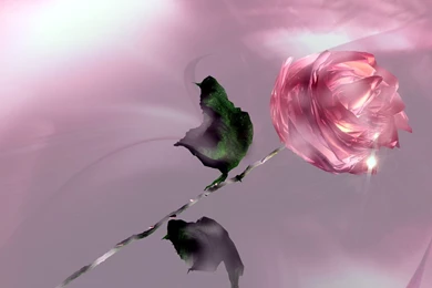 Rose Flower Wallpapers