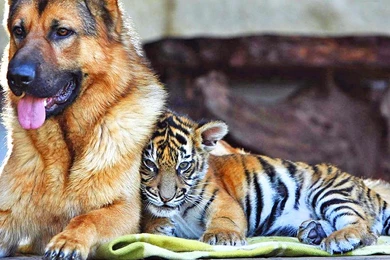 Cute Baby Tiger Wallpapers Tag   Amazing Wallpaperz