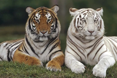 Baby White Tigers   Wallpaper.