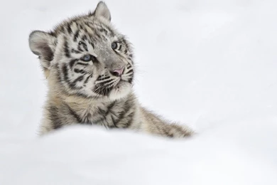 Baby Tiger   (