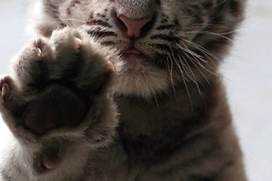 White Baby Tiger Galaxy S3 Wallpapers (720x1280)