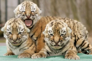 High Definition Tiger Wallpapers For Free Download