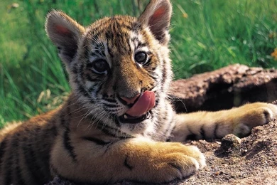 Www Tiger Images Com   All Wallpapers New