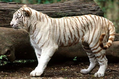 White Tiger Wallpapers   HD Wallpapers Lovely