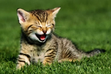 Baby Tiger Awesome Wallpapers Attachment 6817   Amazing Wallpaperz