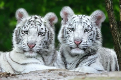 White Tiger Cub Pictures   HD Wallpapers Pretty