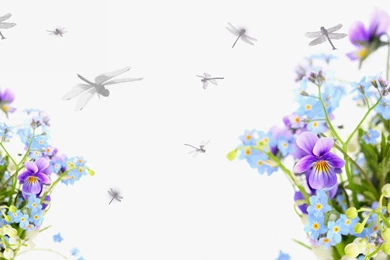 Pansies Dragonflies >> HD Wallpaper, Get It Now!