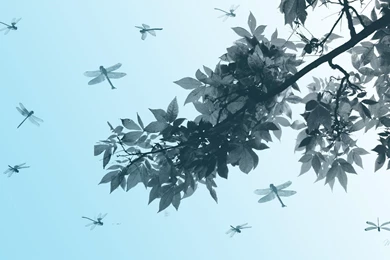 Leaves Dragonflies >> HD Wallpaper, Get It Now!