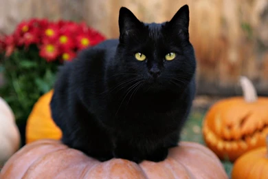 Halloween Black Cat Pictures   Wallpapers HD Wide