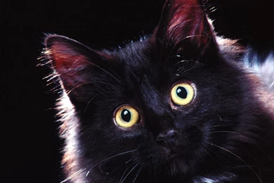 BLACK CAT HALLOWEEN WALLPAPER   (