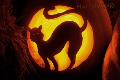 Halloween Black Cat Pictures   Wallpapers HD Wide
