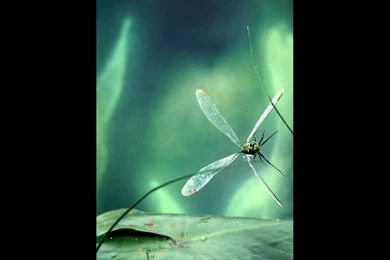 Dragonfly Lily Pad Picture, Dragonfly Lily Pad Desktop Wallpapers ...