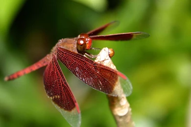 Free Dragonfly Wallpapers Download   Animals Town