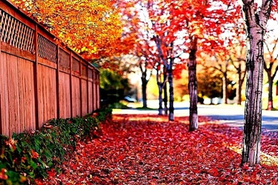 Wallpaper for android Phone wallpapers.jpg