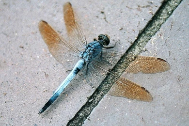 Dragonfly Wallpapers
