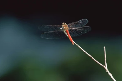 Close up Of Dragonflies   Dragonfly Wallpapers 1024x768 NO.10 ...