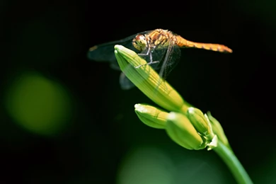 Close up Of Dragonflies   Dragonfly Wallpapers 1600x1200 NO.6 ...