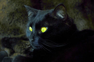 Cats: Countdown Halloween Black Cat Symbol Full HD Animal ...