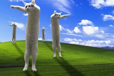Cats: Longcat Invades Desktop Explosion Epic Field Awesome Desktop ...