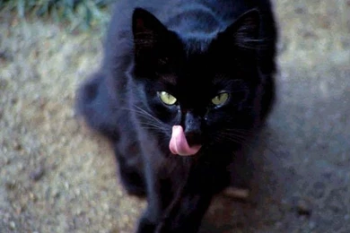 Black Cat Wallpapers