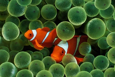 WALLPAPER FOR IPAD 2 WIN004   Wallpaperinside