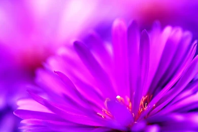 Gallery For   Cute Purple Flowers Backgrounds