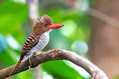 Beautiful Birds Wallpapers Free Download