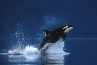 Killer Whale (Orca) Wallpapers   Animals Town